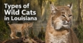 Types of Wild Cats in Louisiana