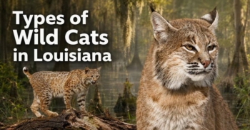 Types of Wild Cats in Louisiana