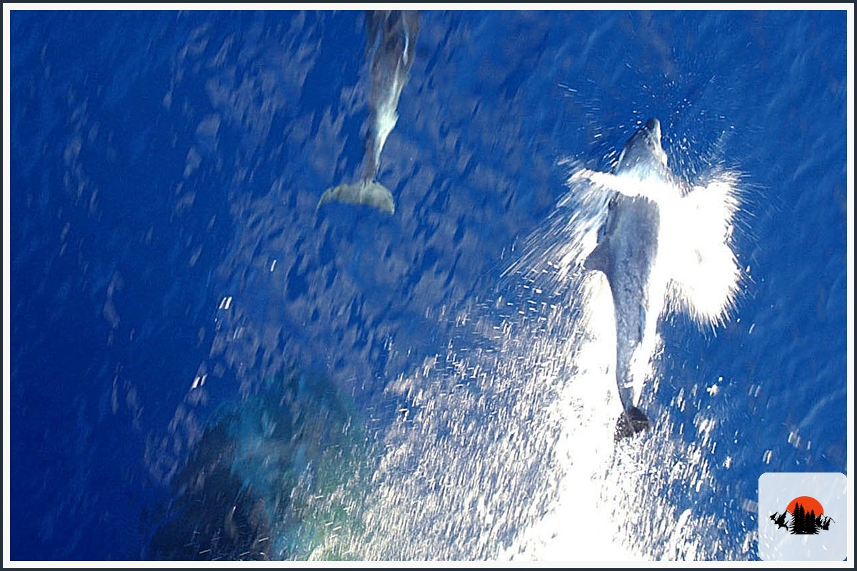 Atlantic Spotted Dolphin - type of Dolphins in Florida
