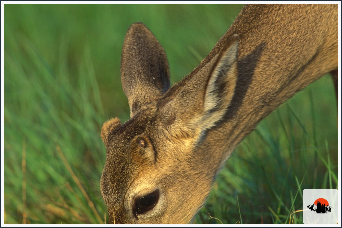 Key Deer - type of Deer in Florida