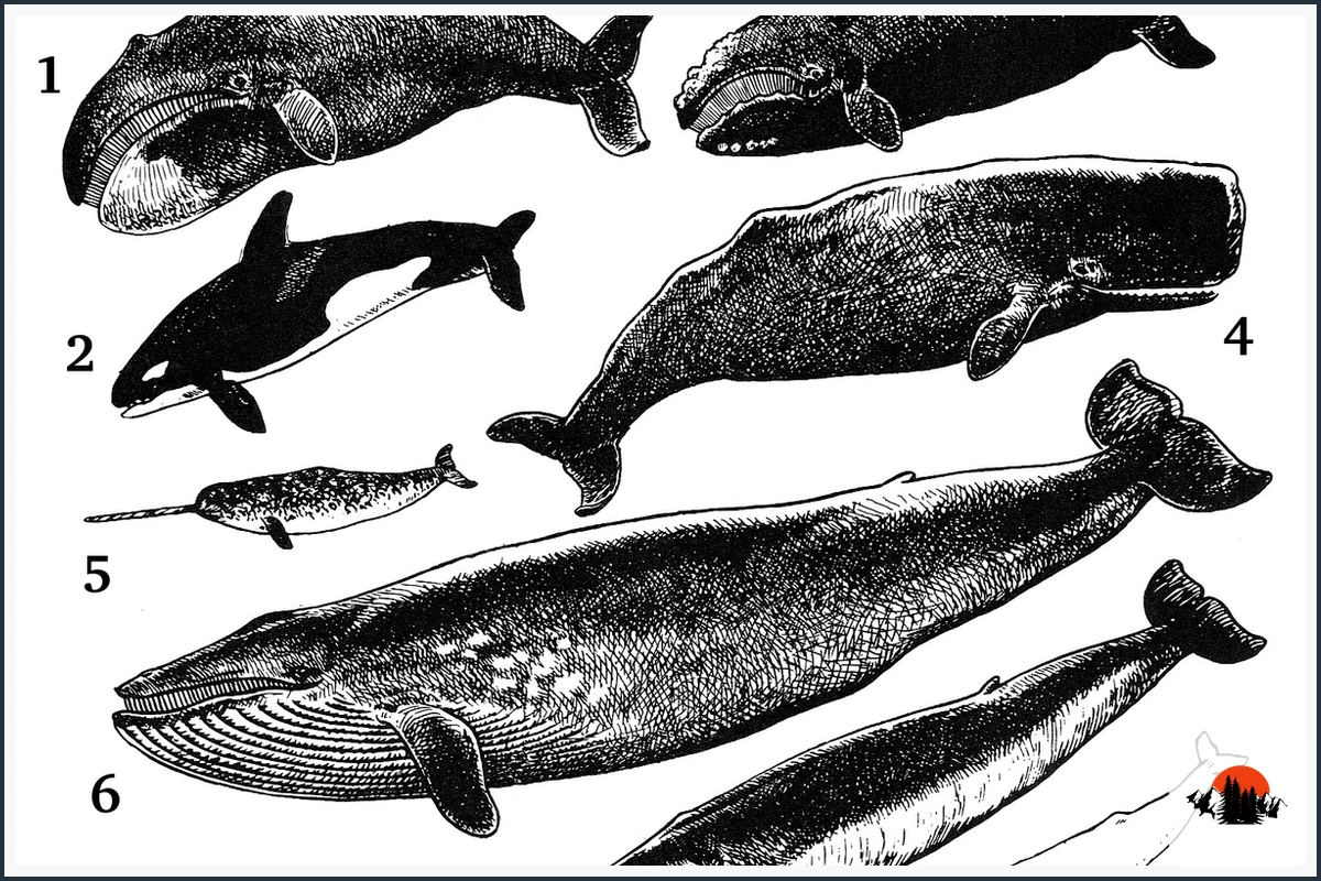 Sperm Whale - type of Whales in Hawaii