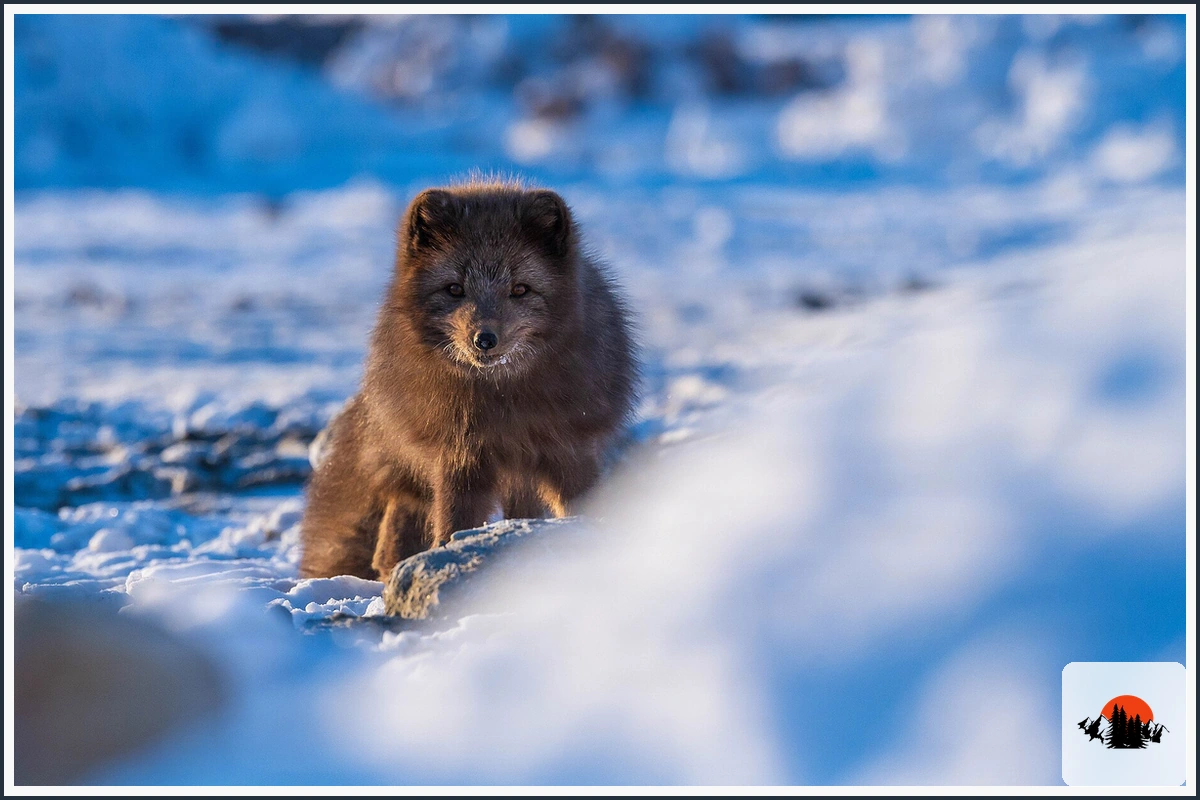 Arctic Fox - type of Foxes in North America