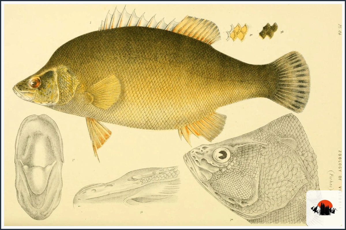Golden Perch - type of Fish in Australia