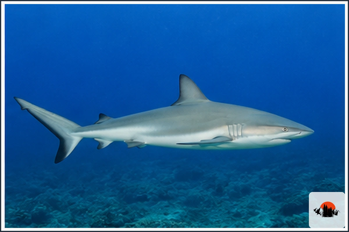 Gray Reef Shark - type of Sharks in Hawaii