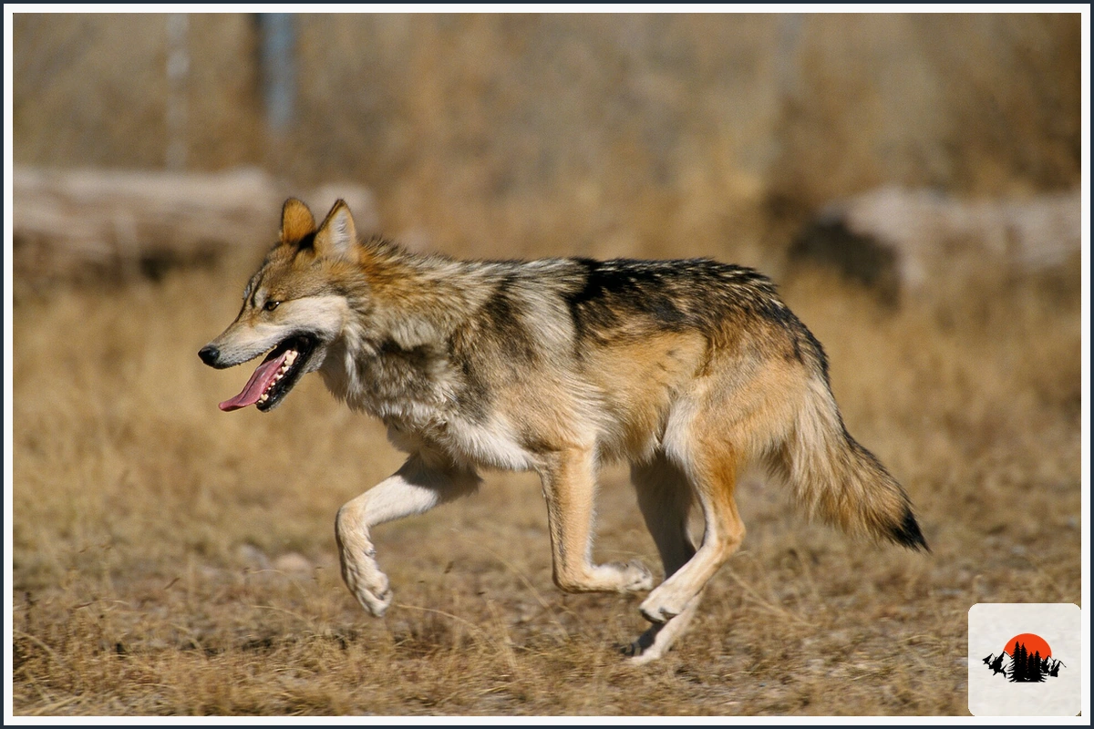 Mexican Gray Wolf - type of Wolves in North America