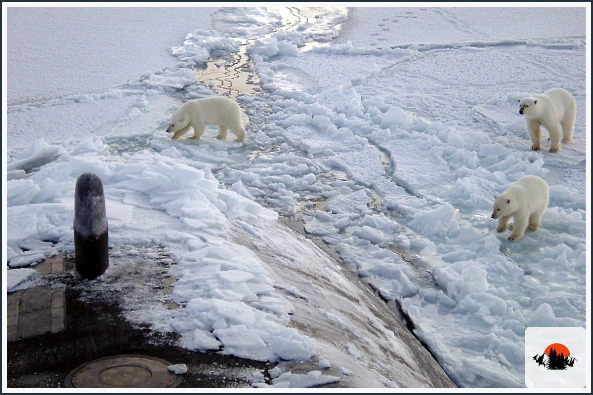 Polar Bear - type of Bears in Alaska