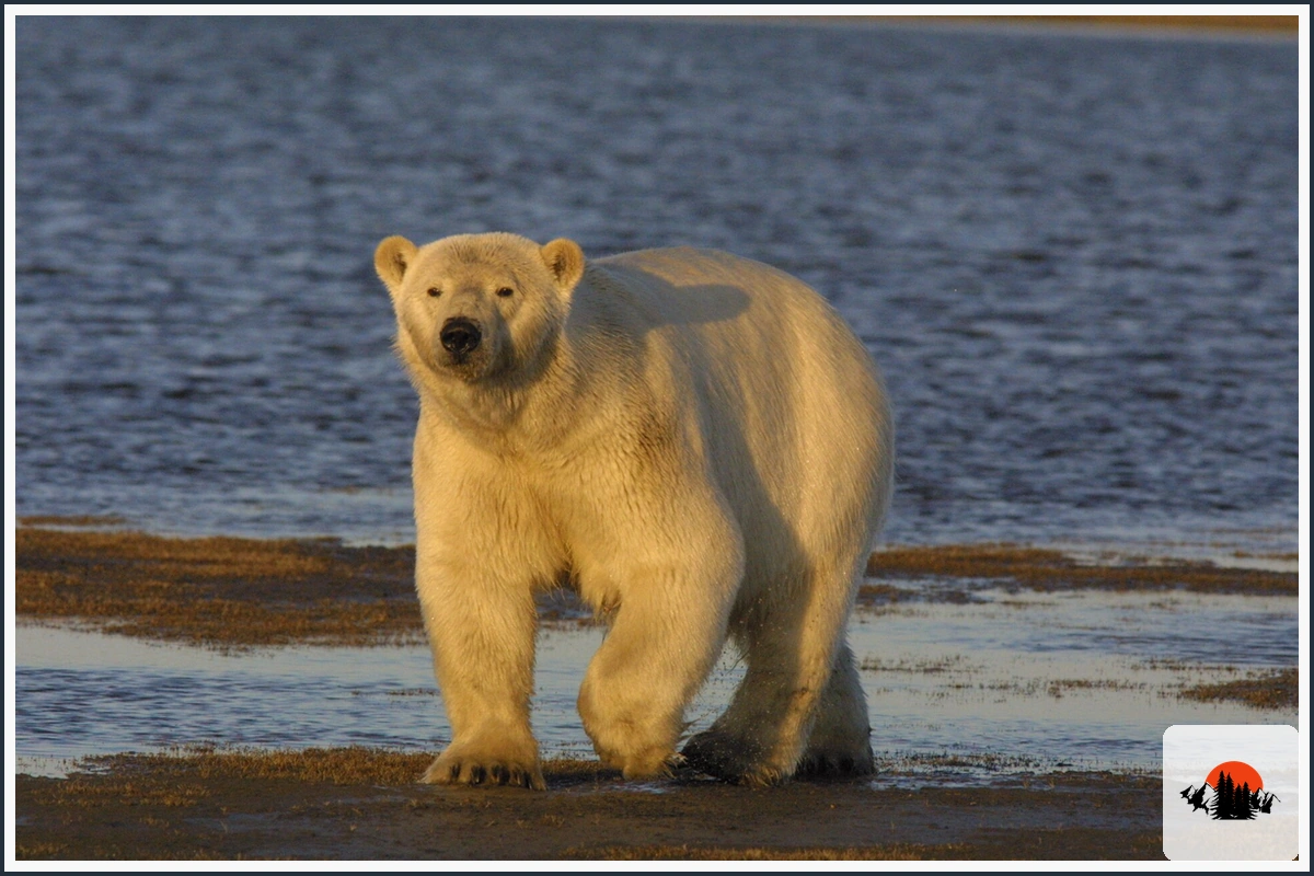 Polar Bear - type of Bears in North America