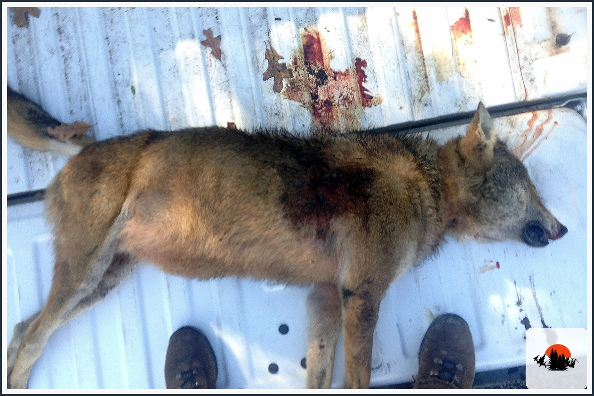 Red Wolf - type of Wolves in North America
