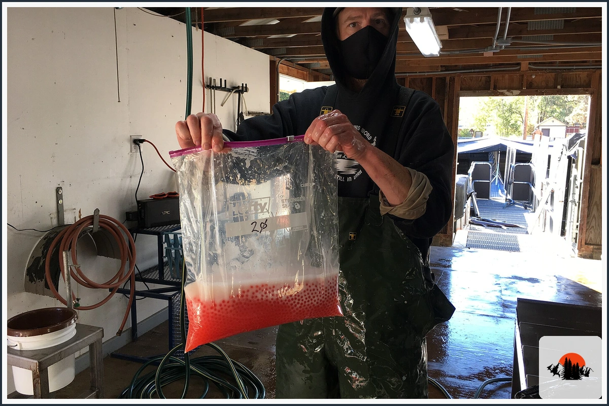 Chinook Salmon - type of Fish in California