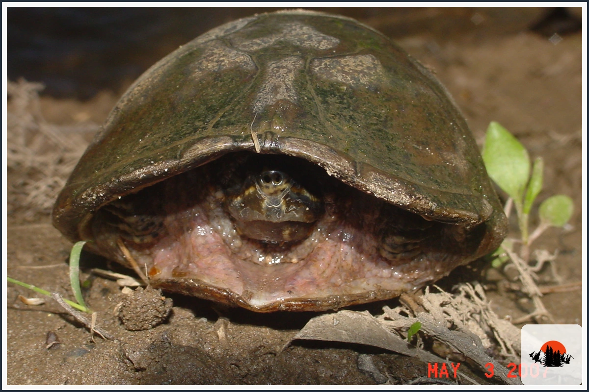Common Musk Turtle - type of Turtles in Georgia