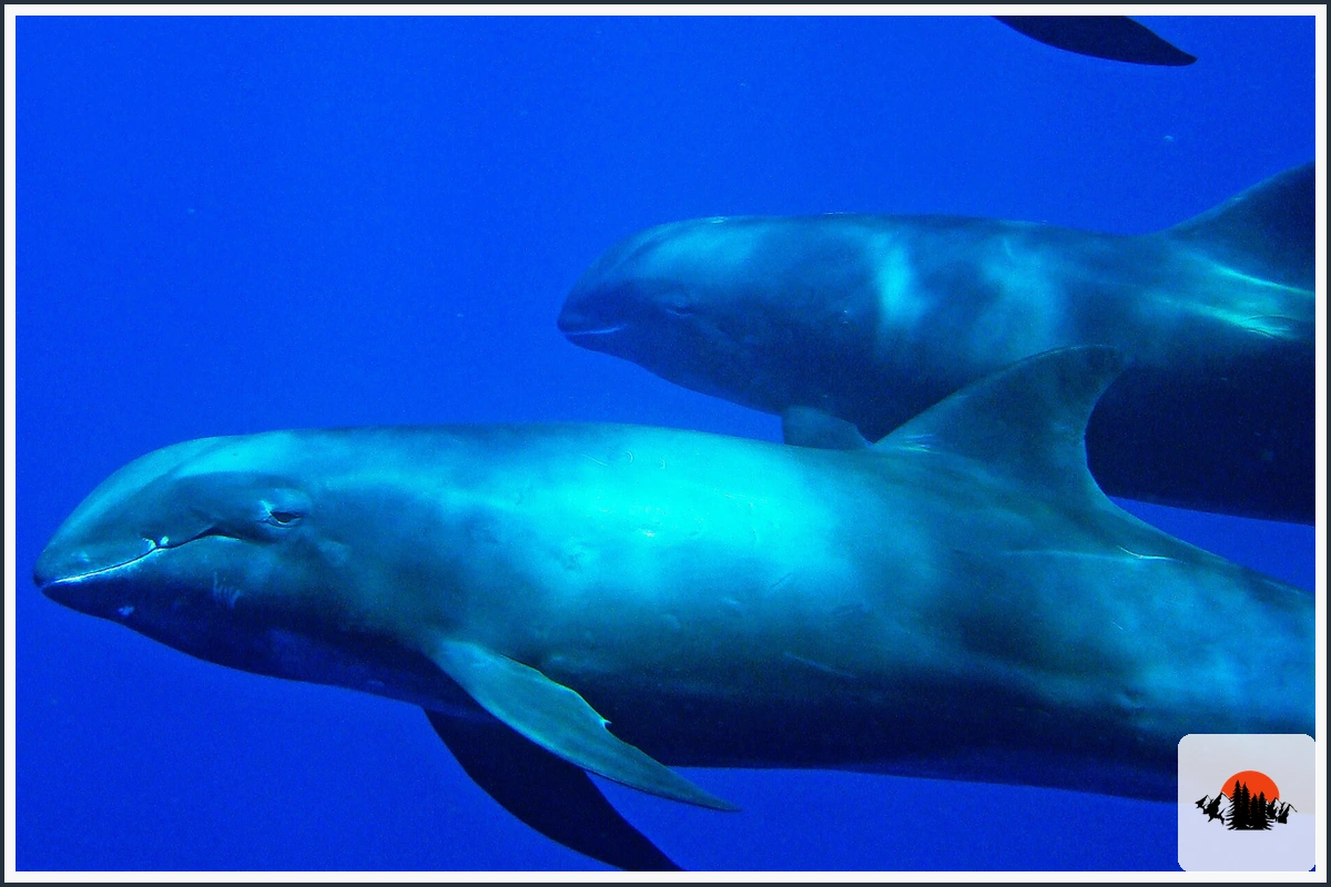 Melon-Headed Whale - type of Whales in Hawaii