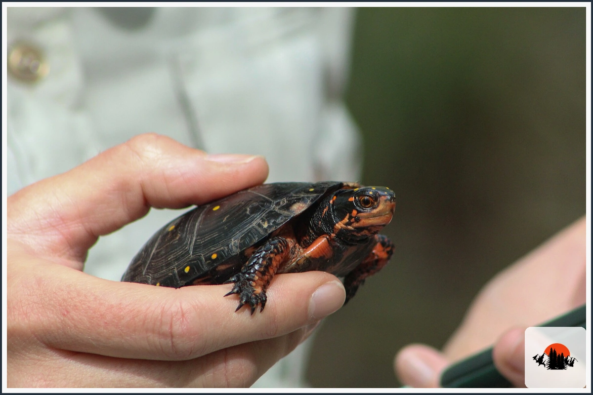 Spotted Turtle - type of Turtles in North Carolina