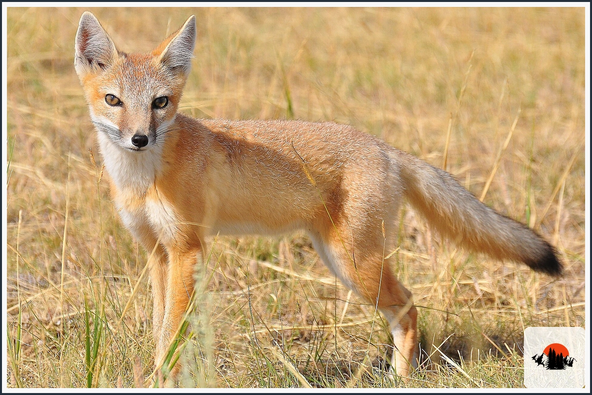 Swift Fox - type of Foxes in North America