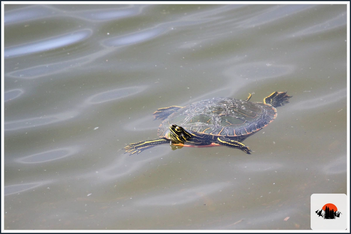 Painted Turtle - type of Turtles in North Carolina