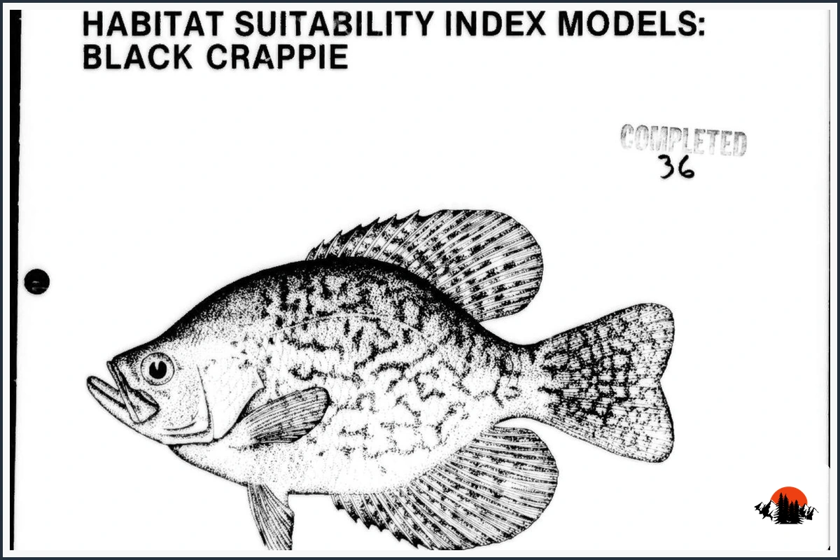 Black Crappie - type of Fish in Texas