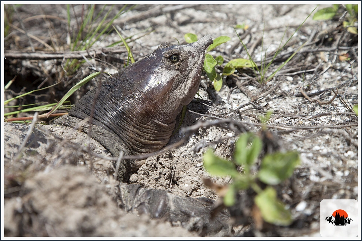 Florida Softshell Turtle - type of Turtles in Georgia
