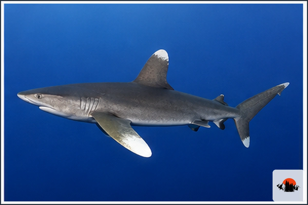Oceanic Whitetip Shark - type of Sharks in Hawaii