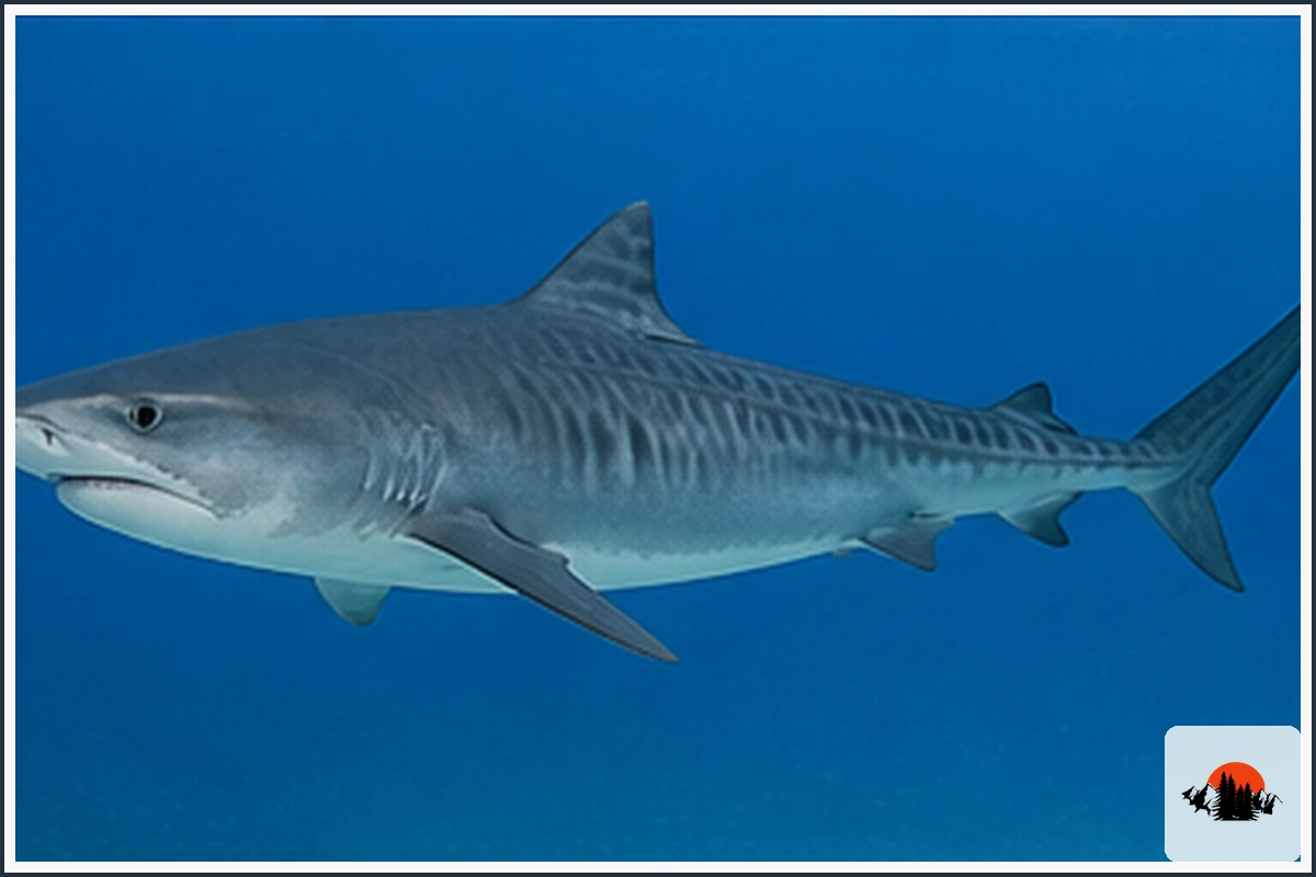 Tiger Shark - type of Sharks in Florida