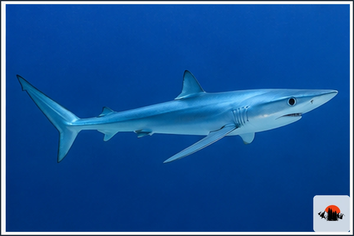 Blue Shark - type of Sharks in Hawaii