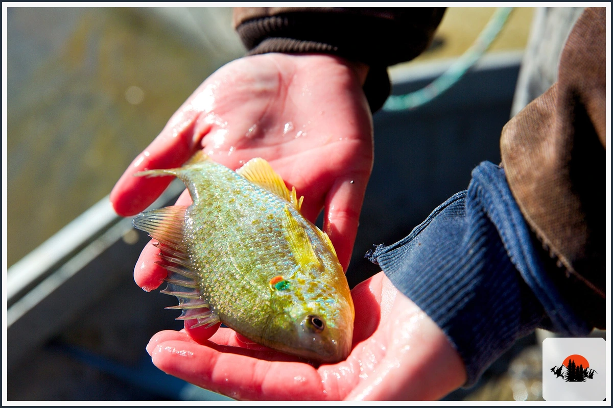 Redear Sunfish - type of Fish in Texas