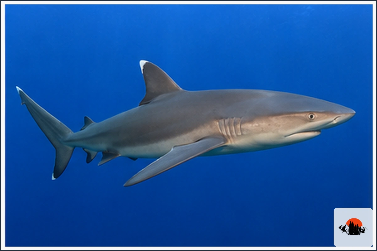 Silky Shark - type of Sharks in Hawaii