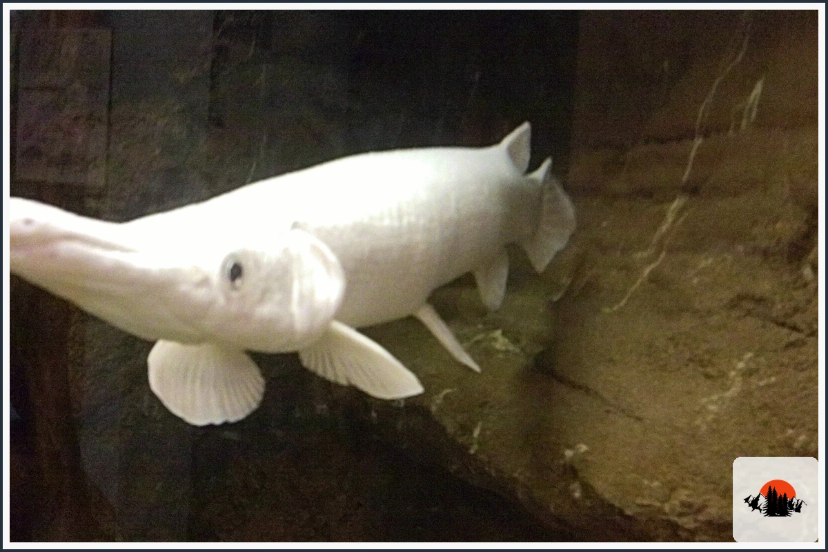 Alligator Gar - type of Fish in Texas