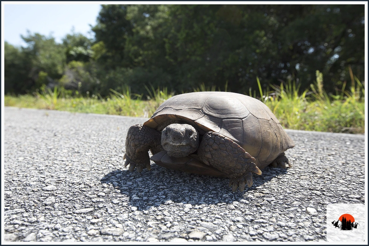Gopher Tortoise - type of Turtles in Georgia