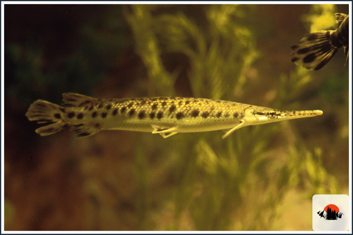 Spotted Gar - type of Fish in Texas