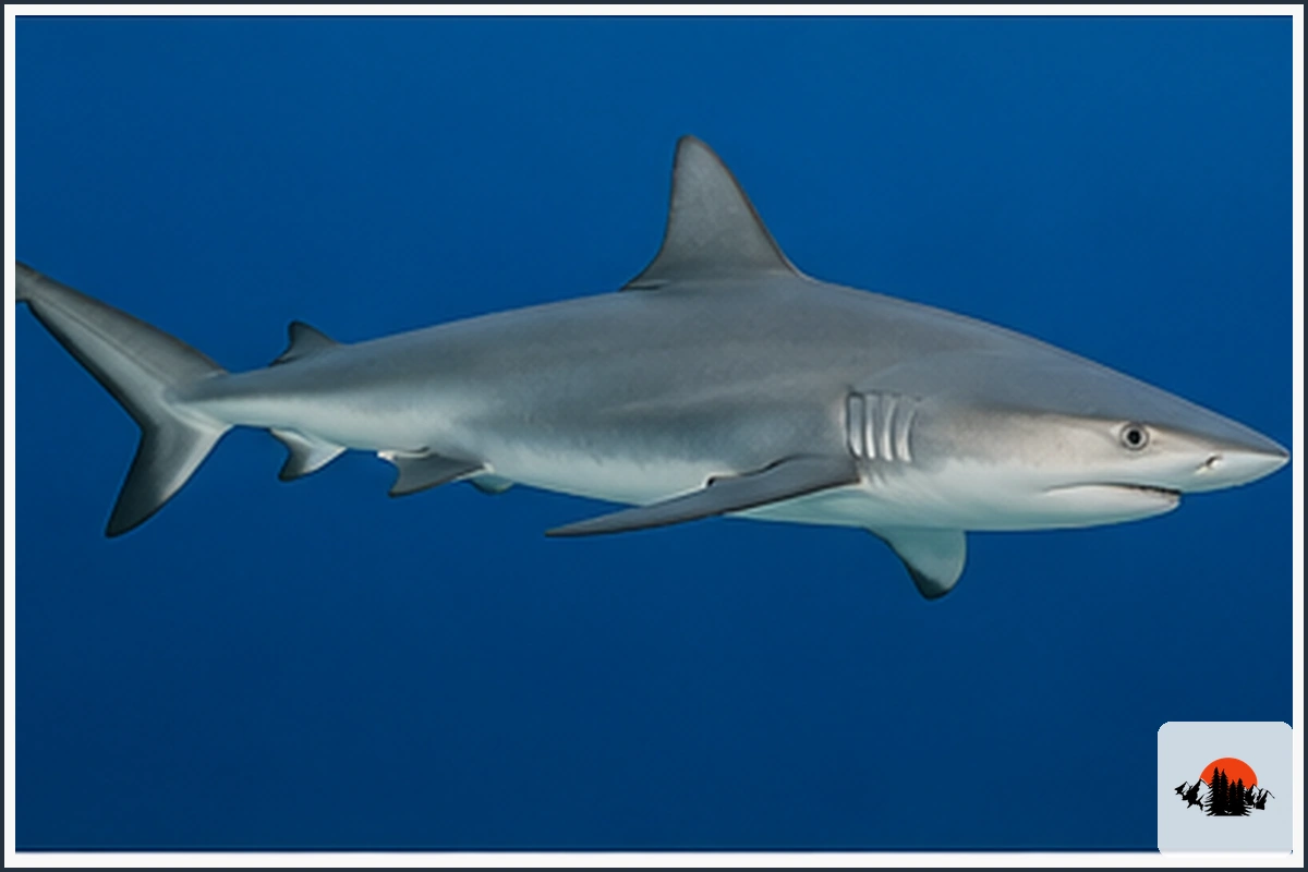 Silky Shark - type of Sharks in Florida