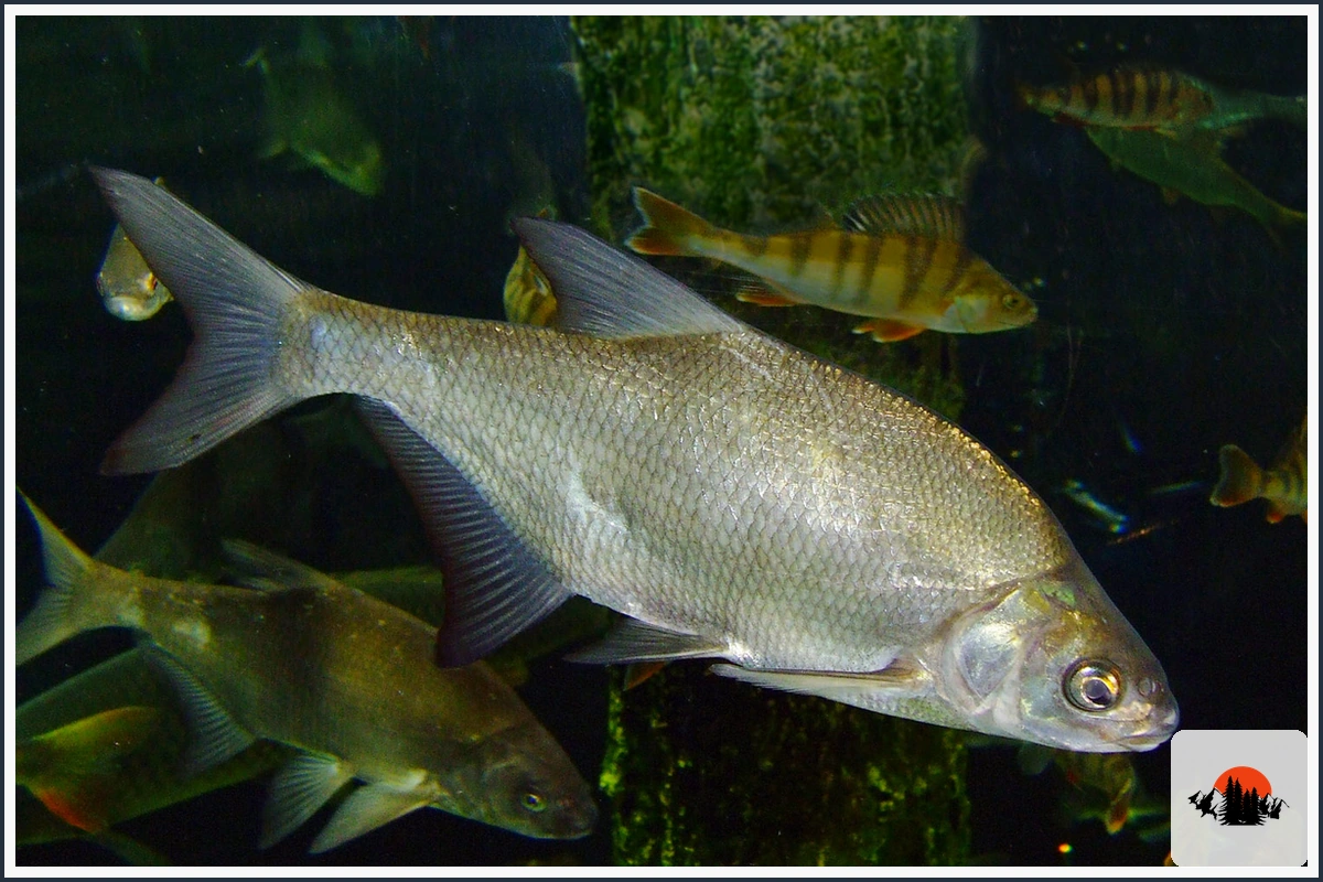 Bream - type of Fish in Australia