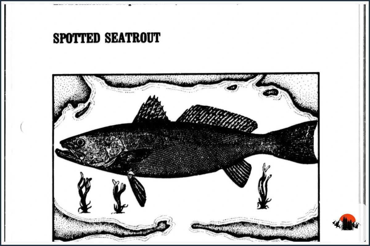 Spotted Seatrout - type of Fish in Texas