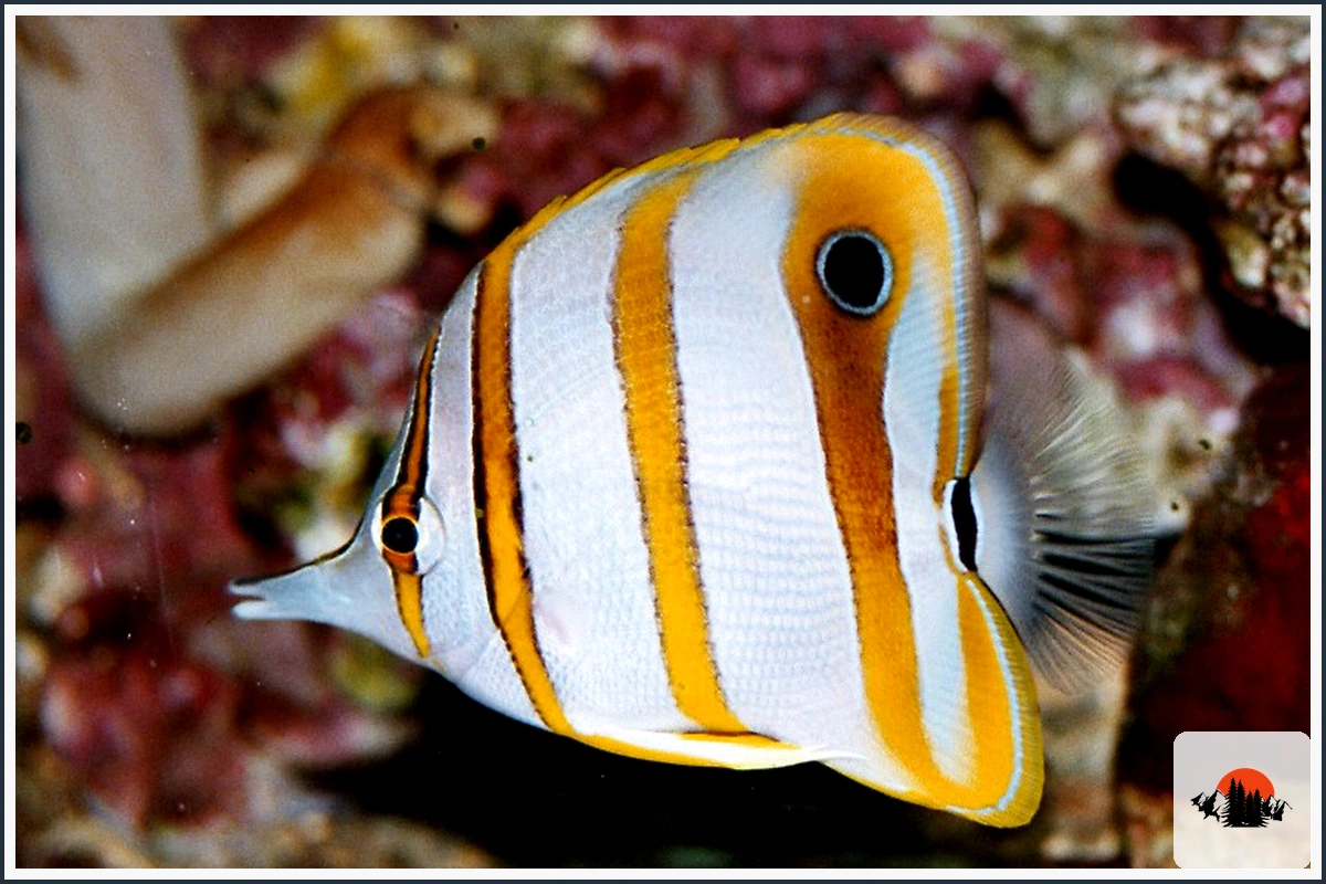 Butterflyfish - type of Fish in the Caribbean