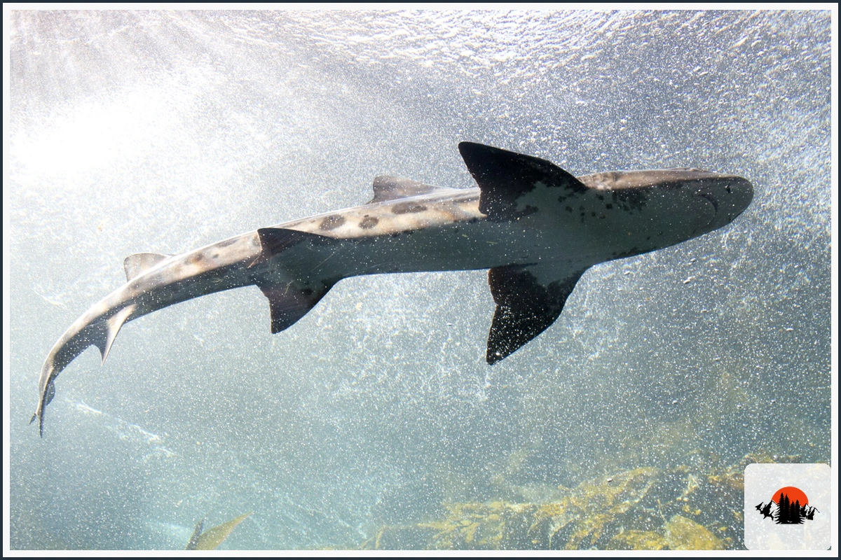 Leopard Shark - type of Fish in California