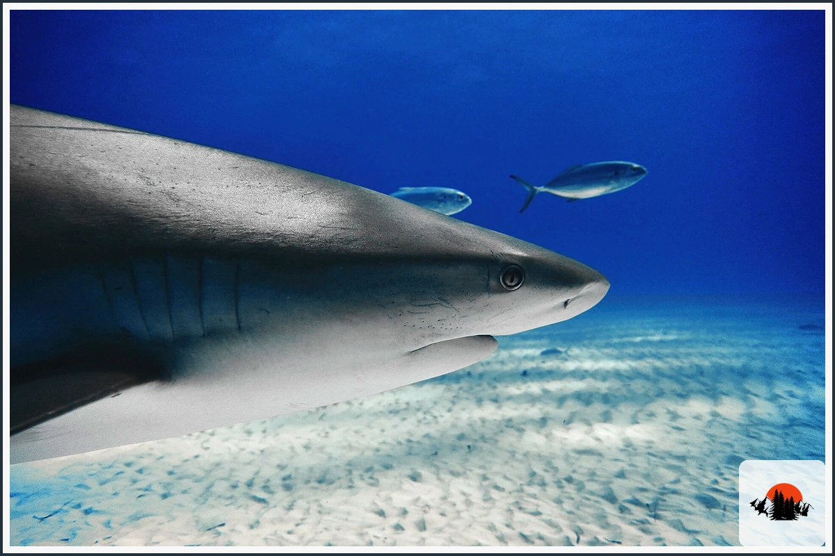 Caribbean Reef Shark - type of Fish in the Caribbean