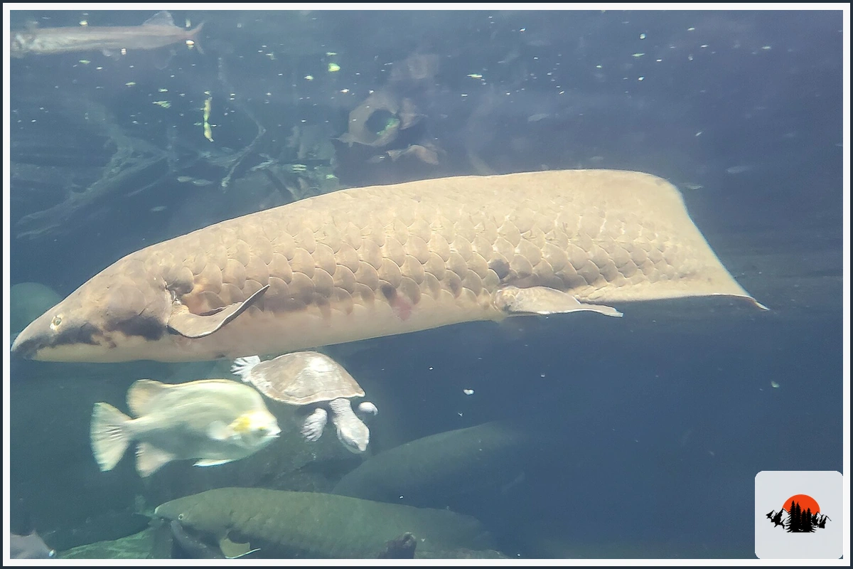 Australian Lungfish - type of Fish in Australia