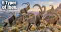 6 Types of Ibex