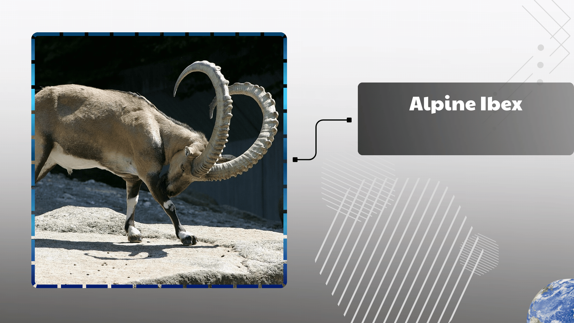 Alpine Ibex