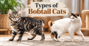 Types of Bobtail Cats
