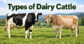Types of Dairy Cattle
