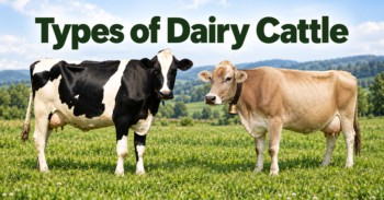 Types of Dairy Cattle