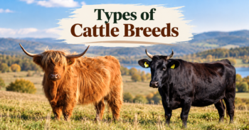 Cattle breeds