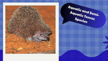 Aquatic and Semi-Aquatic Tenrec Species