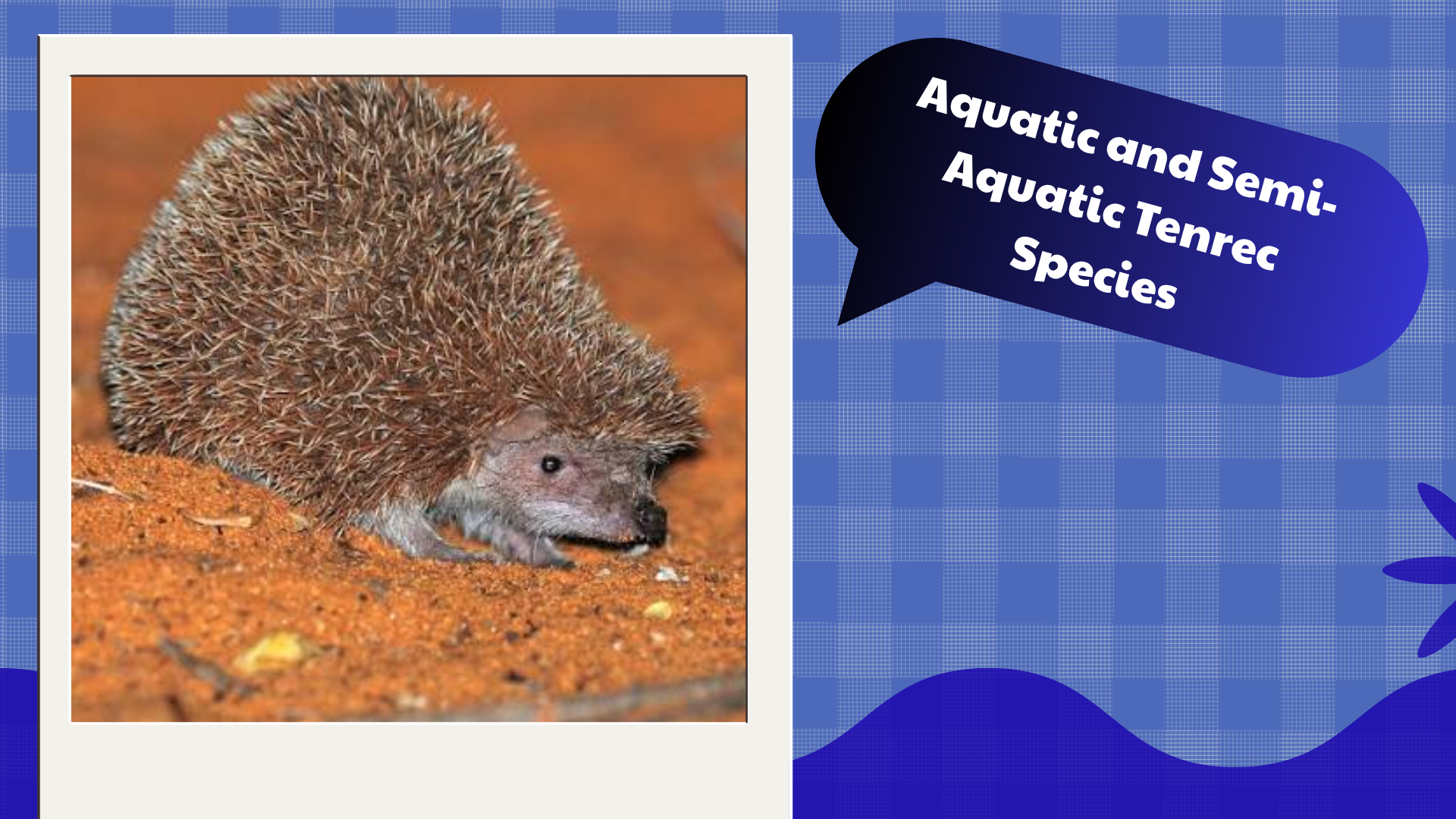 Aquatic and Semi-Aquatic Tenrec Species
