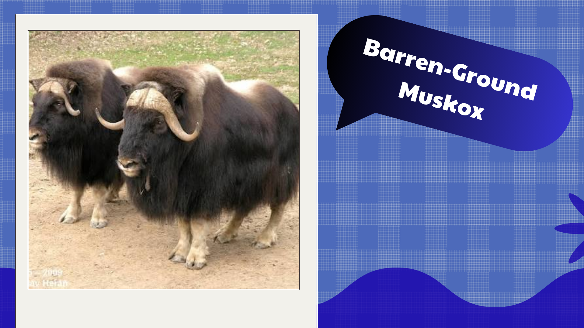 Barren-Ground Muskox
