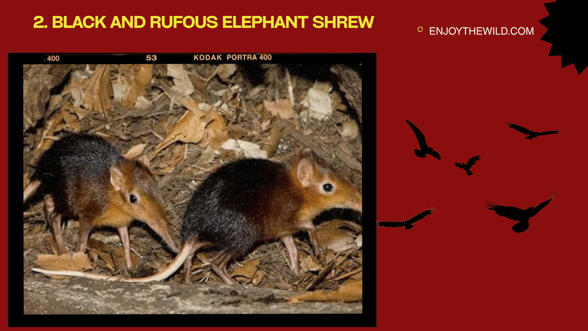 Black and Rufous Elephant Shrew
