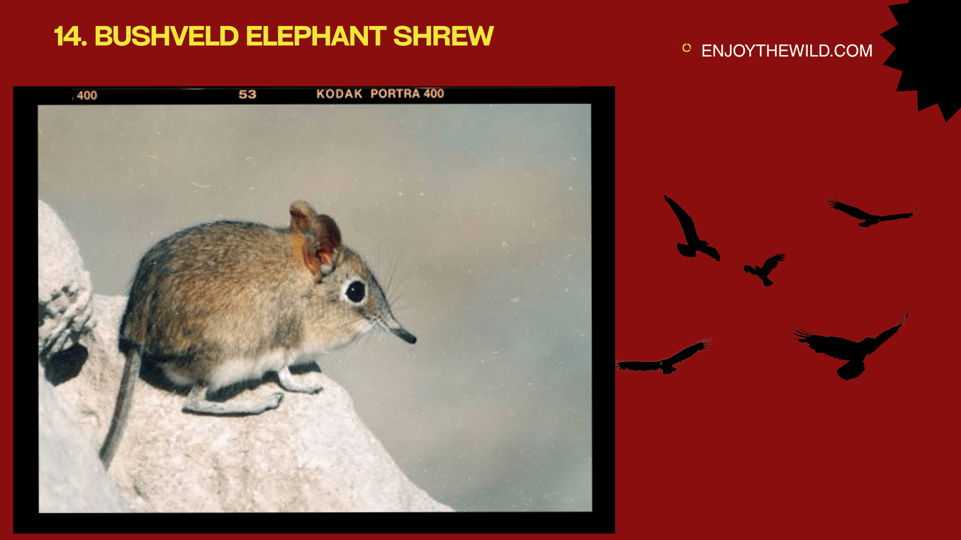 Bushveld Elephant ShrewBushveld-Elephant-Shrew 