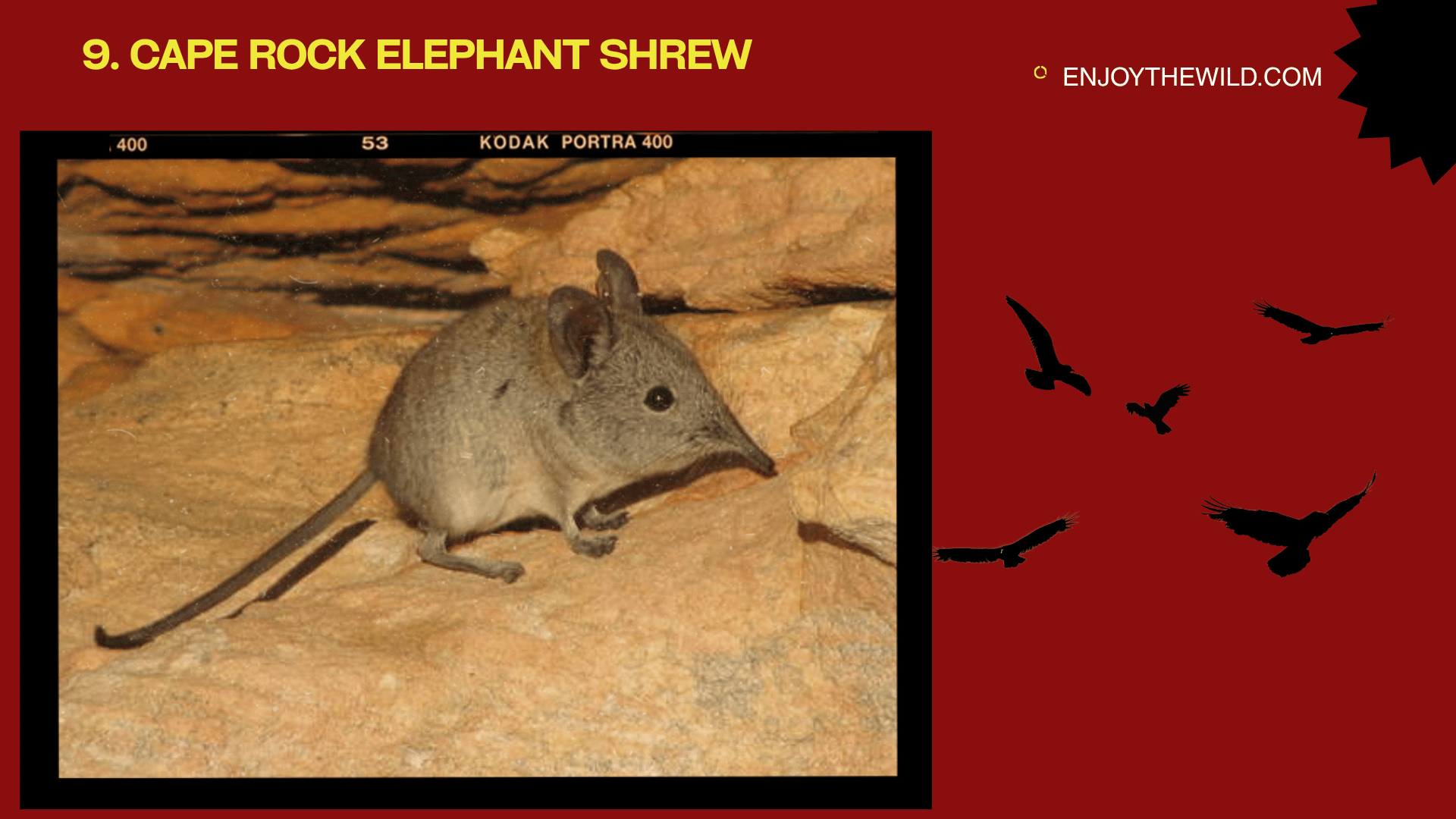Cape Rock Elephant Shrew