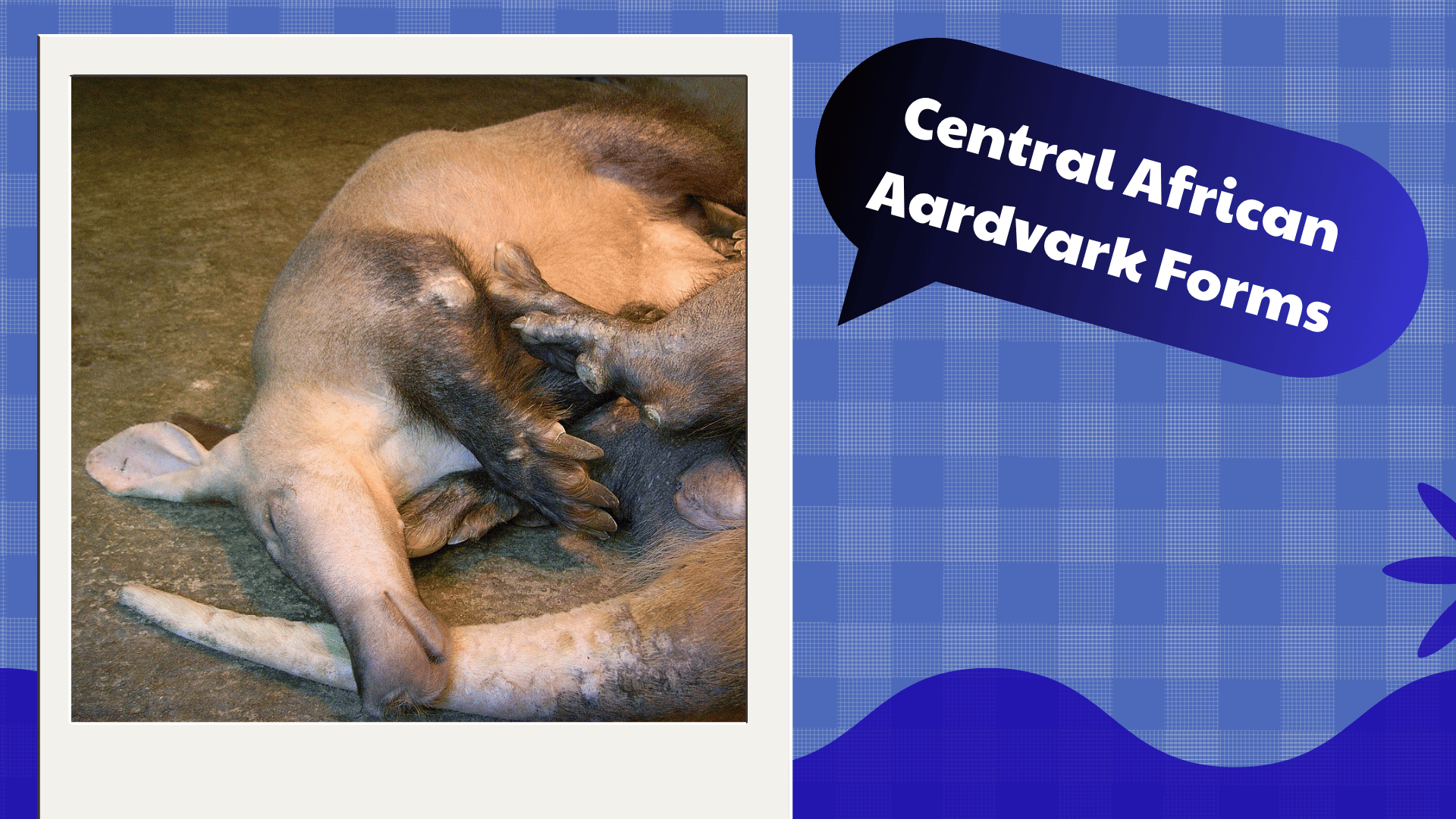 Central African Aardvark Forms