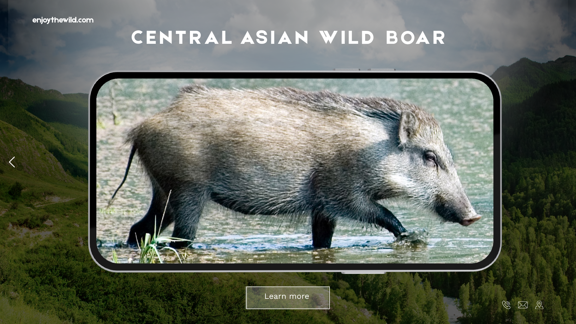 Central Asian Wild Boar