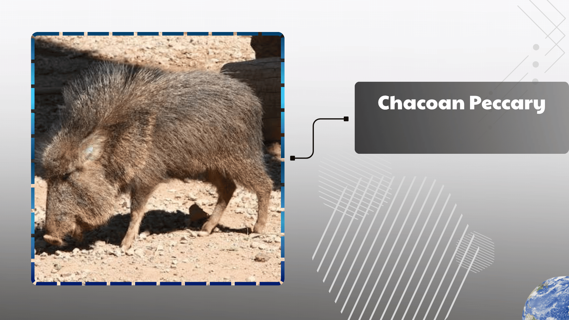 Chacoan-Peccary